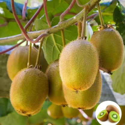 Kiwi Fruit Seeds
